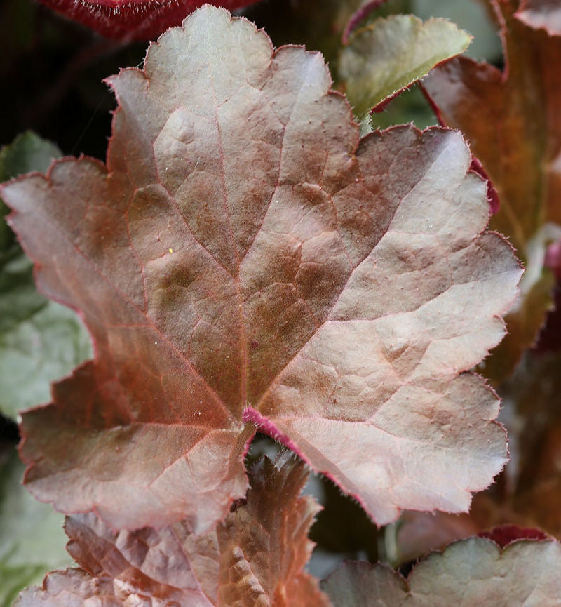 Purpurglöckchen Palace Purple - Heuchera Micrantha