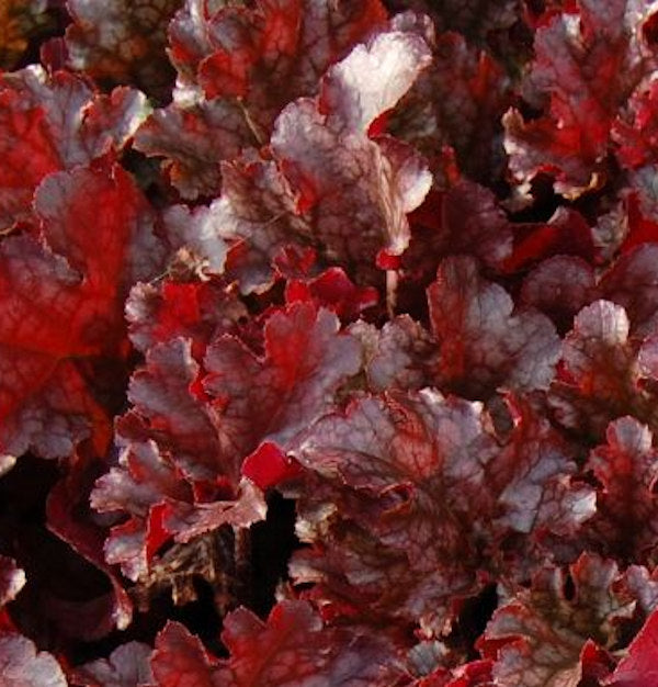 Purpurglöckchen Berry Marmelade - Heuchera Micrantha