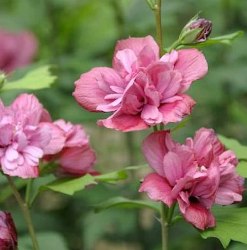 Garteneibisch Duc Brabant 40-60cm - Hibiscus