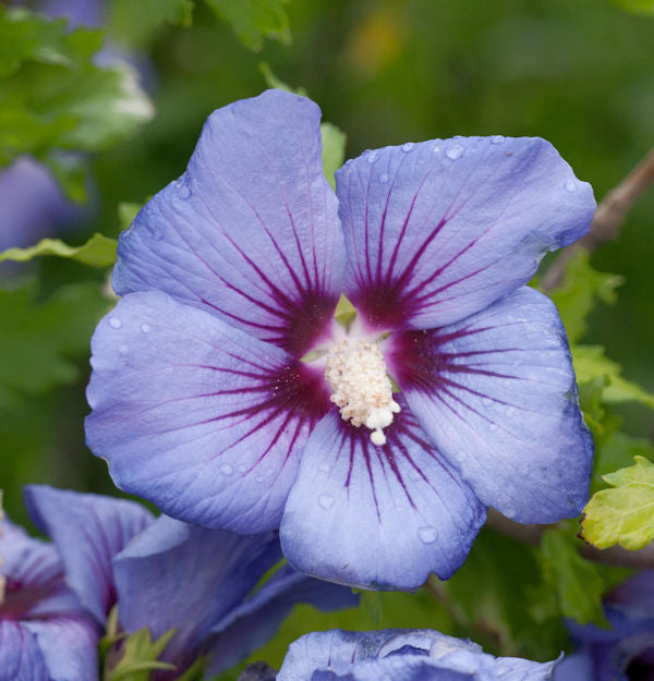 Hochstamm Garteneibisch Marina 40-60cm - Hibiscus