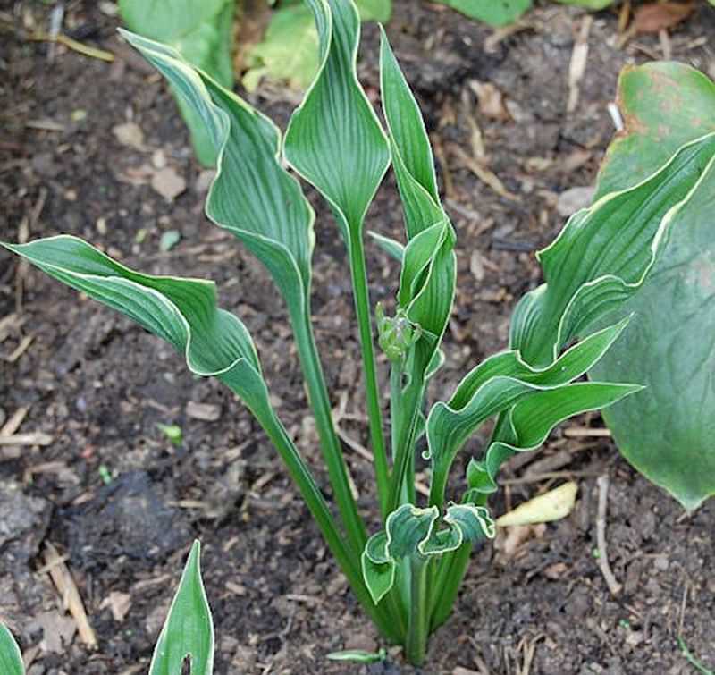 Funkie Praying Hands - Hosta Cultorum