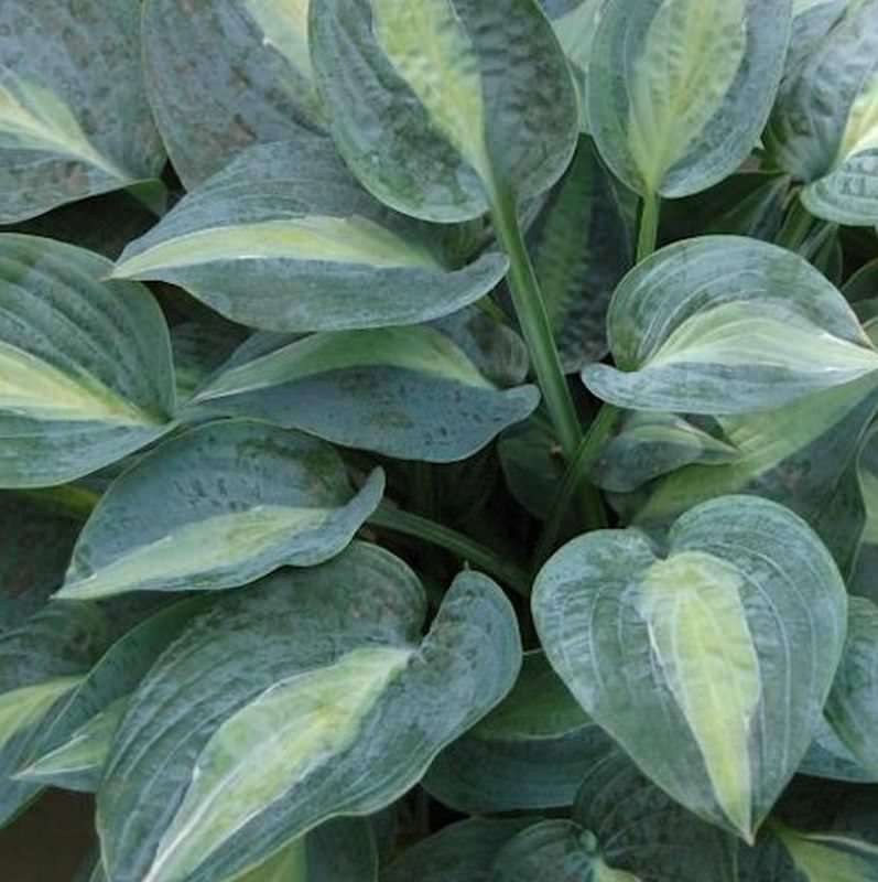 Funkie Kiwi Full Monty - Hosta Cultorum