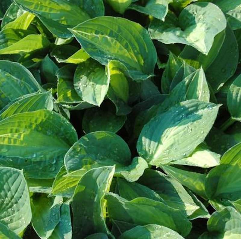 Funkie Striptease - Hosta Nigrescens