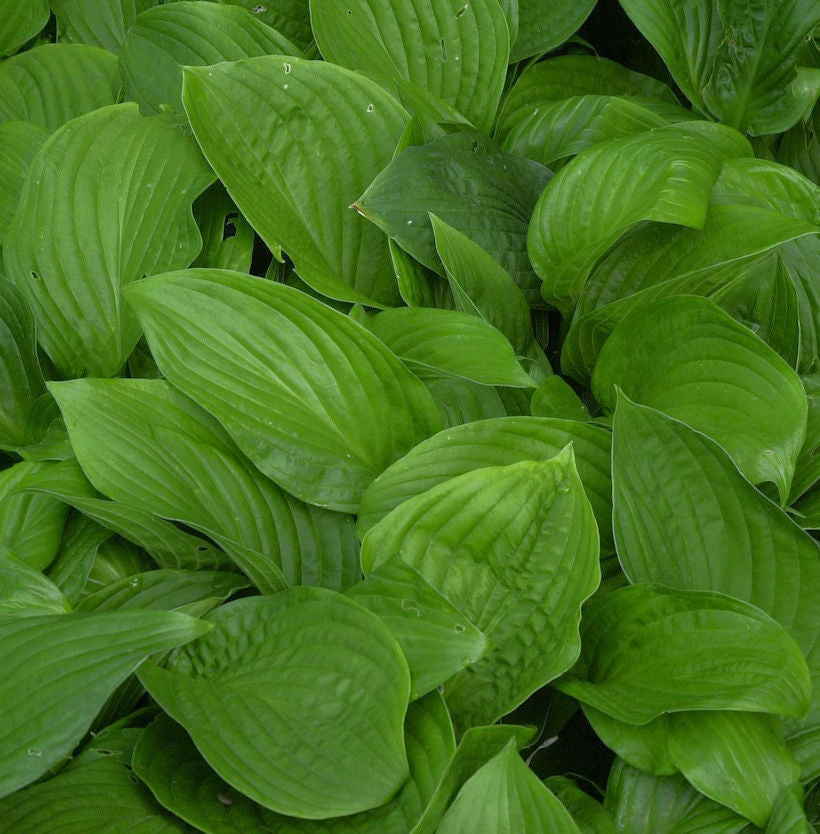 Funkie - Hosta Elata
