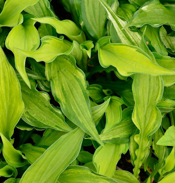 Funkie Albo - Hosta Fortunei