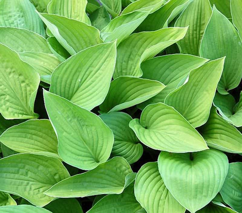 Funkie Hyacinthina - Hosta Fortunei