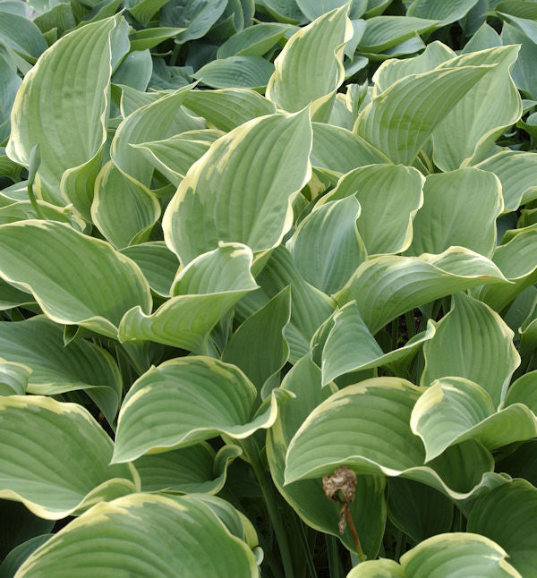 Funkie Regal Splendour - Hosta Nigrescens
