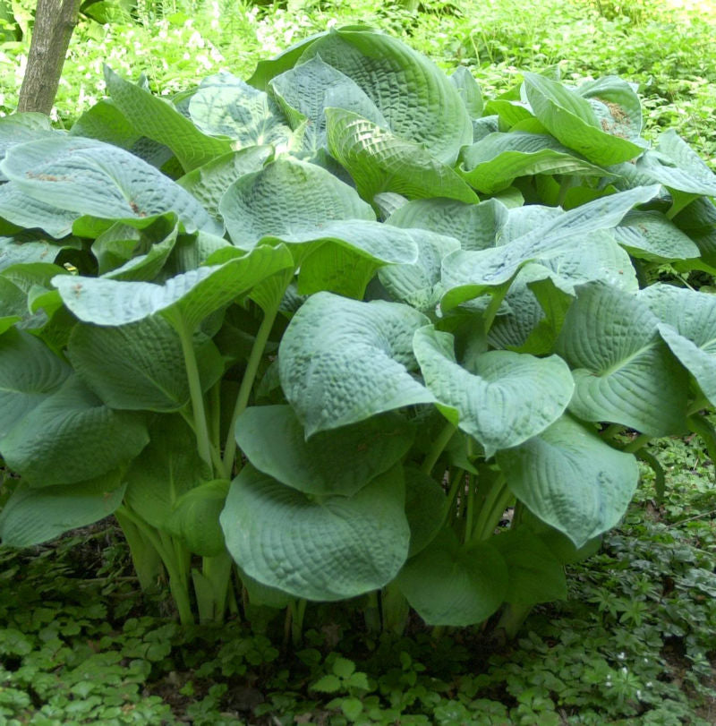 Grünblattfunkie Elegans - Hosta Sieboldiana