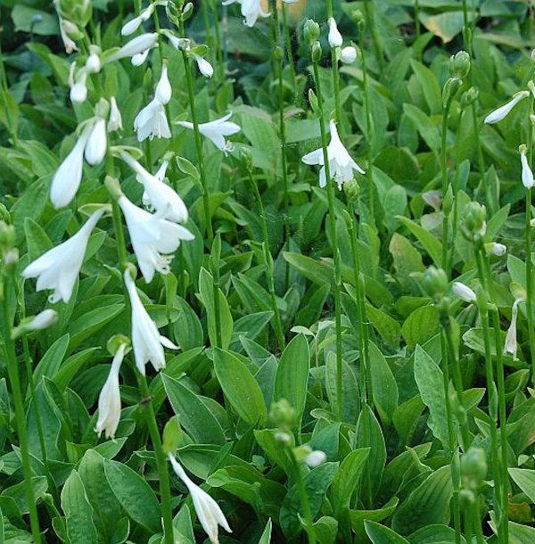 Schmalblattfunkie Snowflakes - Hosta Sieboldii