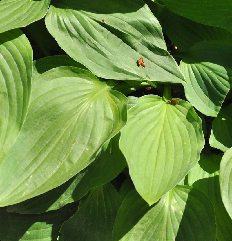 Graublattfunkie Dr. Simon - Hosta Tardiana