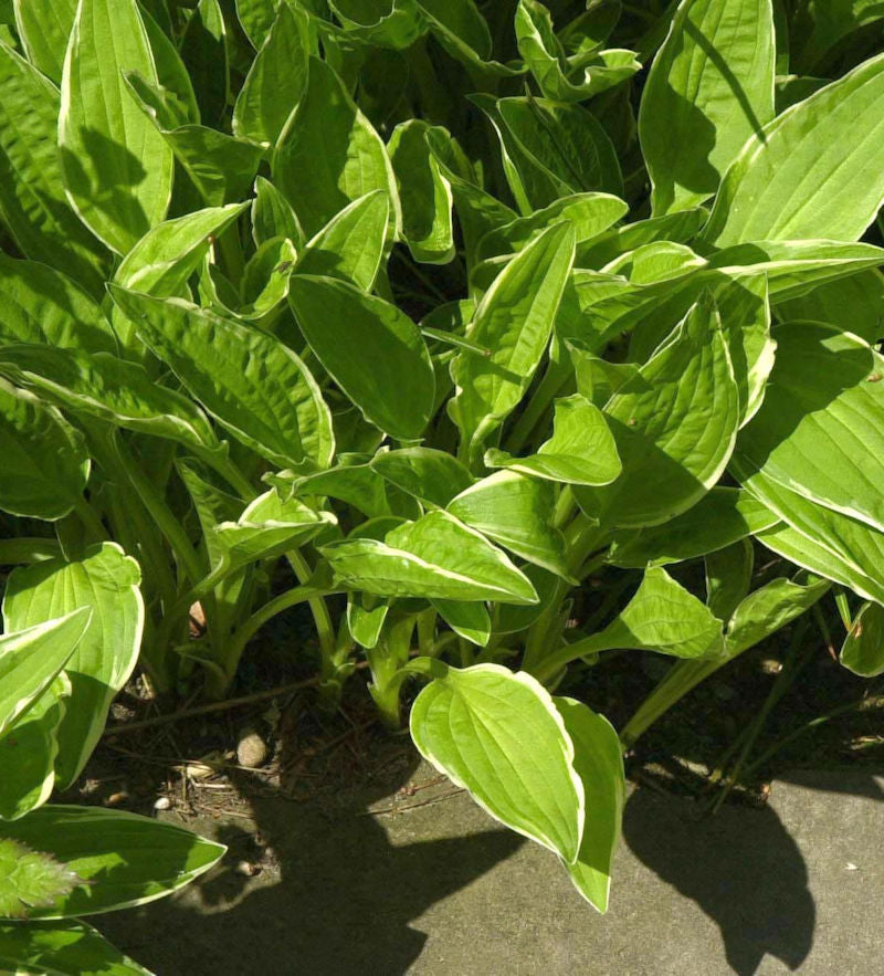Schmalblattfunkie - Hosta Hybrid