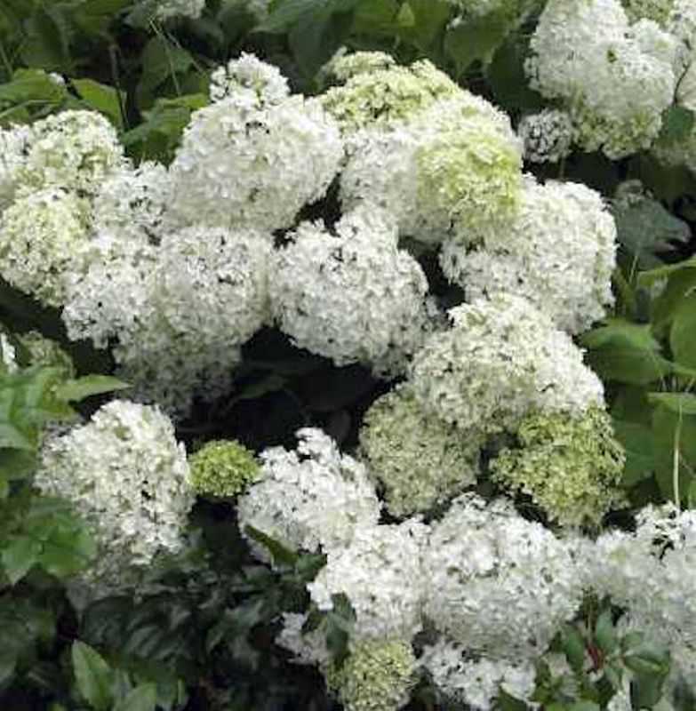 Bauernhortensie Schneeball 40-60cm - Hydrangea Macrophylla