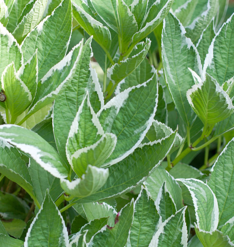 Bauernhortensie Light O Day 40-60cm - Hydrangea Macrophylla