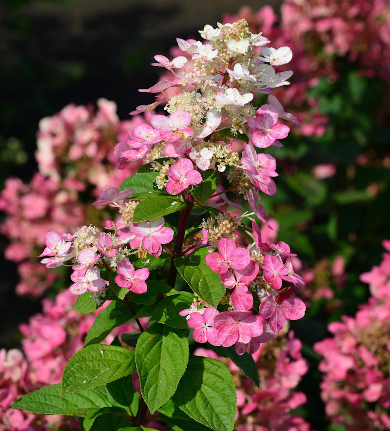 Rispenhortensie Fire Light 40-60cm - Hydrangea Paniculata