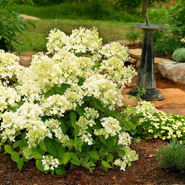 Rispenhortensie Mont Blanc® 60-80cm - Hydrangea Paniculata