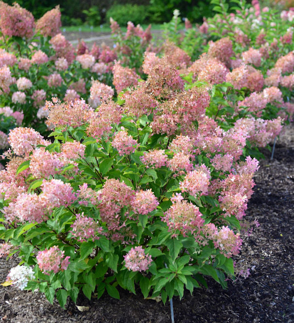 Rispenhortensie Pink Lady 40-60cm - Hydrangea Paniculata