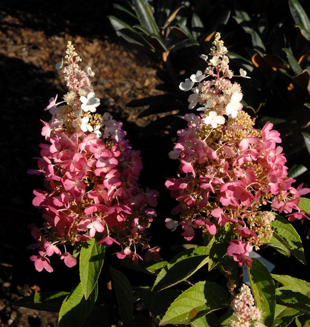 Rispenhortensie Pinky Winky® 60-80cm - Hydrangea Paniculata