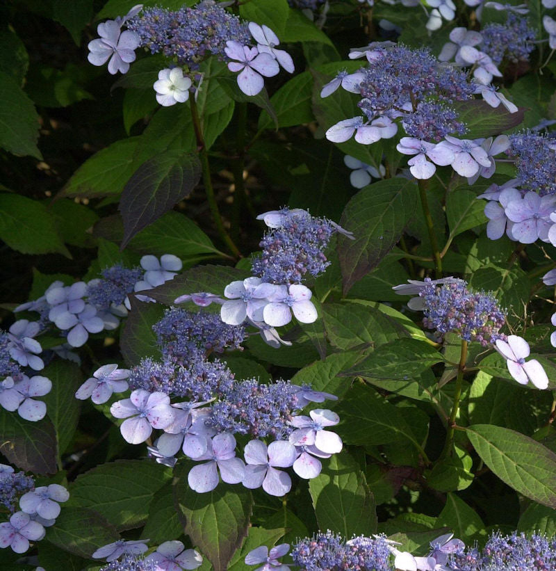 Teller Hortensie Bluebird 40-50cm - Hydrangea Serrata
