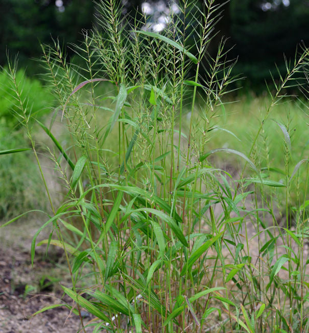 Flaschenbürstengras - Hystrix Paluta