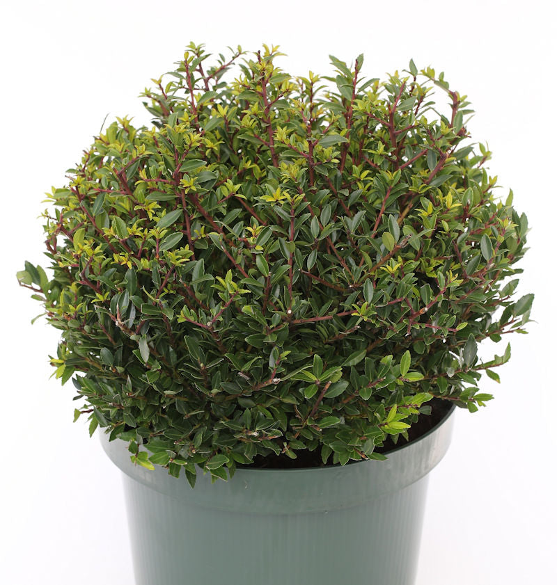 Kugelschnitt Japanische Stechpalme Ilex Twiggy 30-40cm - Ilex Crenata