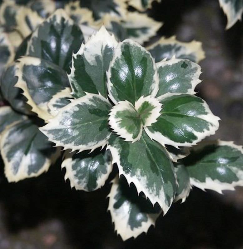 Stechpalme Ilex Casanova 25-30cm - Ilex Meserveae