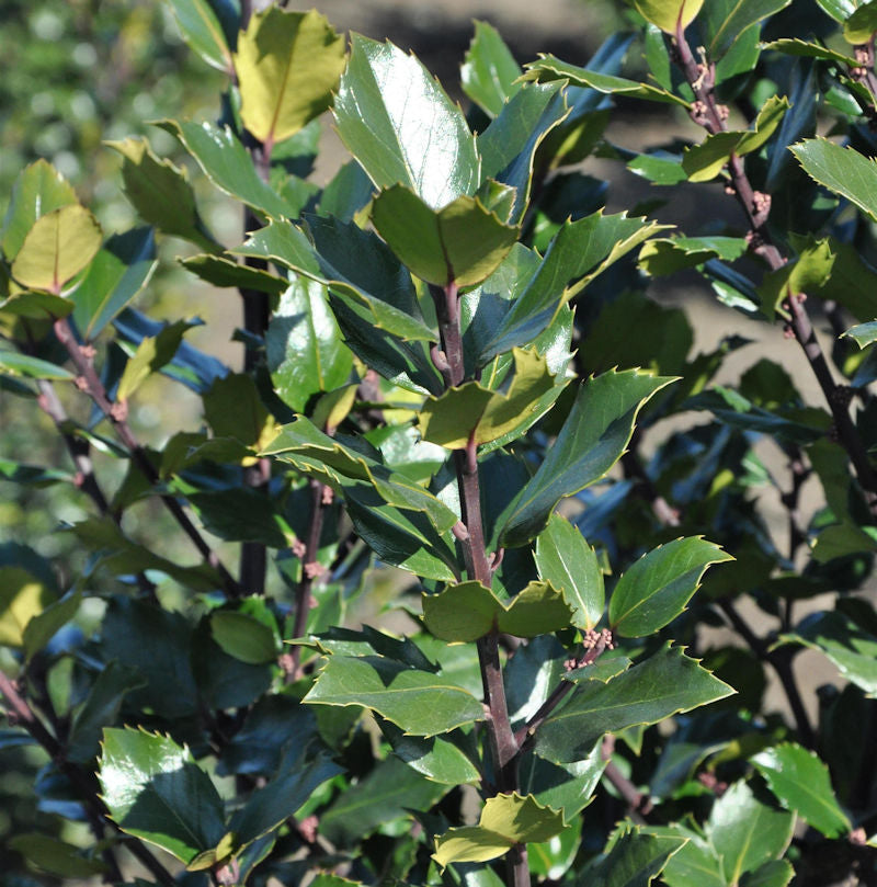 Stechpalme Ilex Gentle 30-40cm - Ilex Crenata