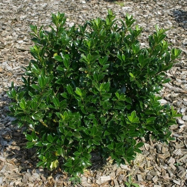 Stechpalme Ilex Heckenpracht 40-60cm - Ilex Meserveae