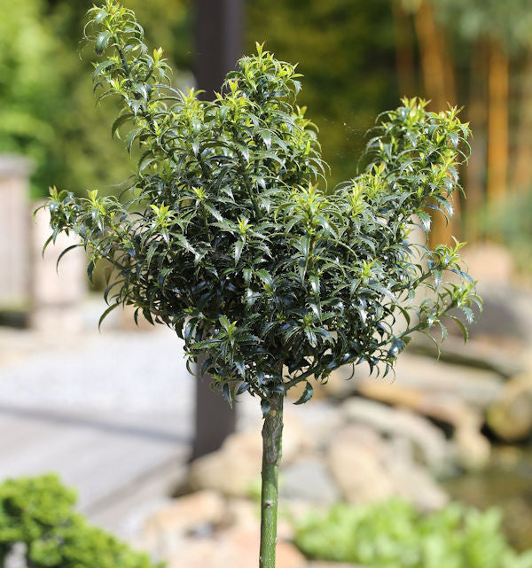 Hochstamm Stechpalme Ilex Heckenzwerg® 80-100cm - Ilex Meserveae