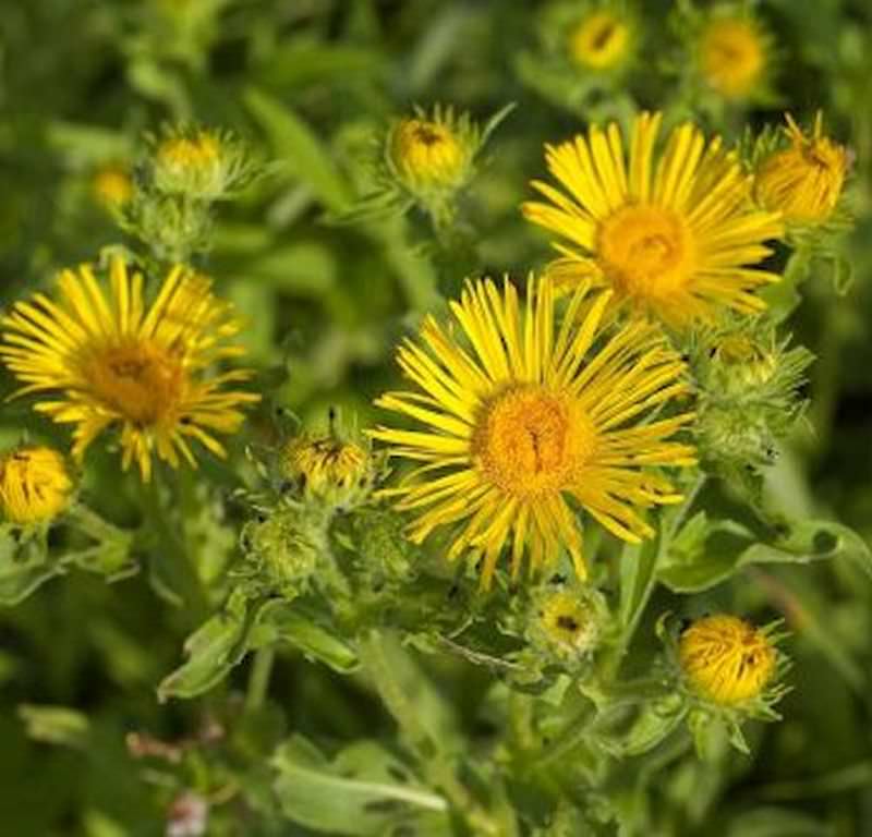 Wiesen Alant - Inula Britannica