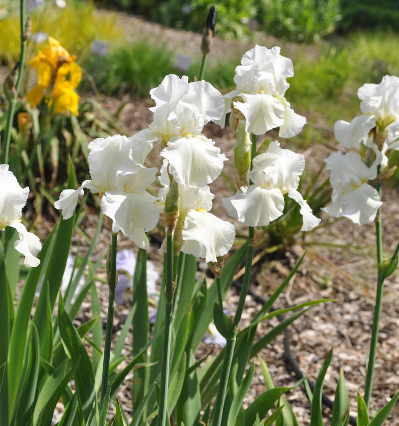 Schwertlilie Cherished - Iris Barbata