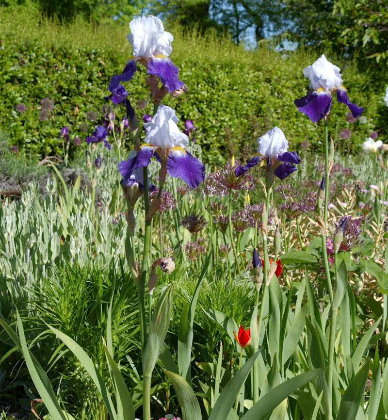 Schwertlilie Snow Mound - Iris Barbata