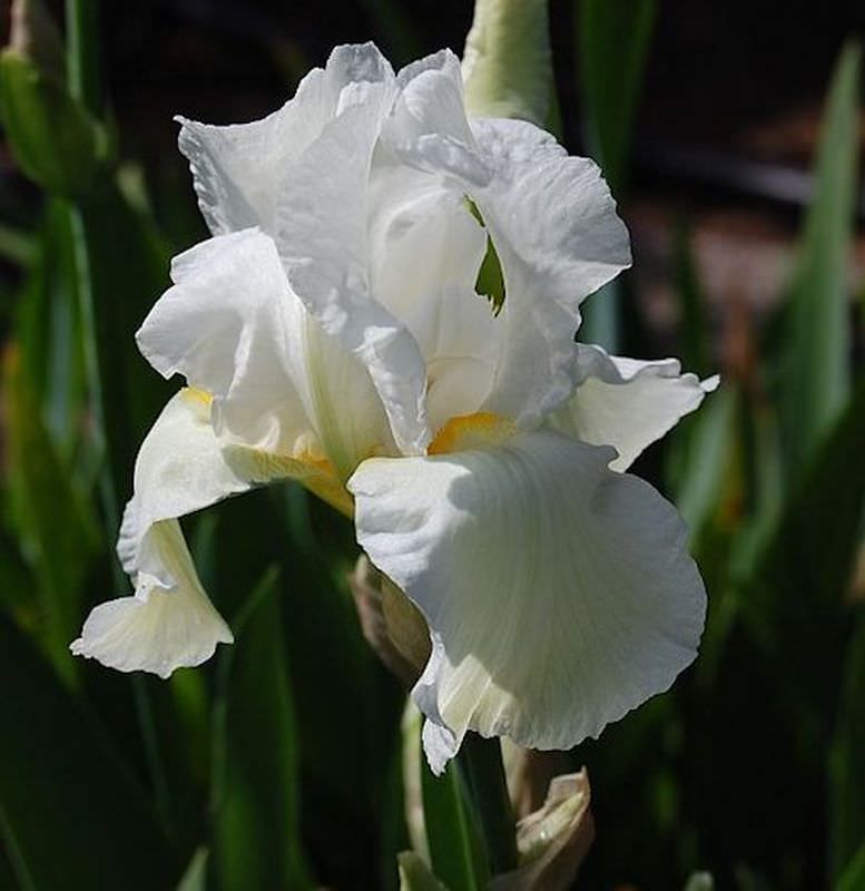 Schwertlilie Cliffs Of Dover - Iris Barbata