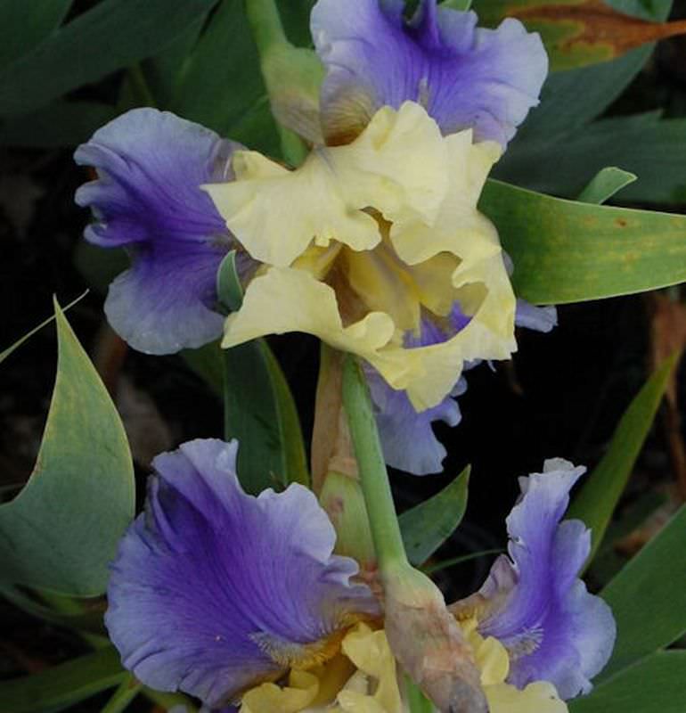 Schwertlilie Edith Wolford - Iris Barbata