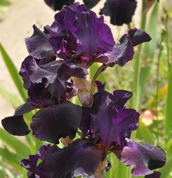 Schwertlilie Superstition - Iris Barbata