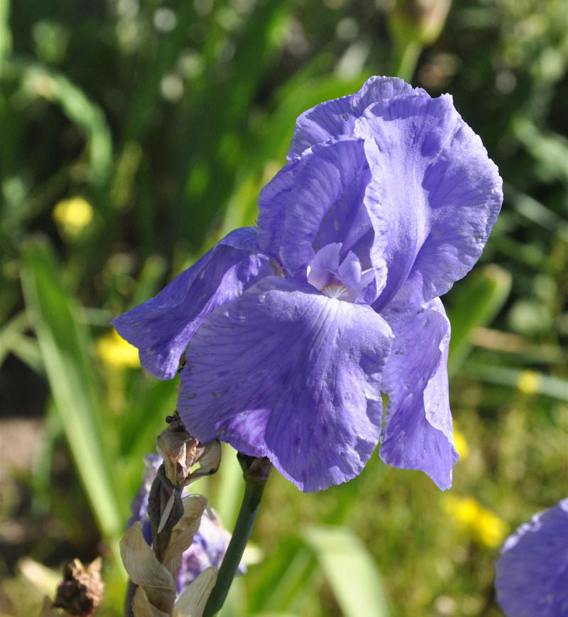 Schwertlilie Breakers - Iris Barbata