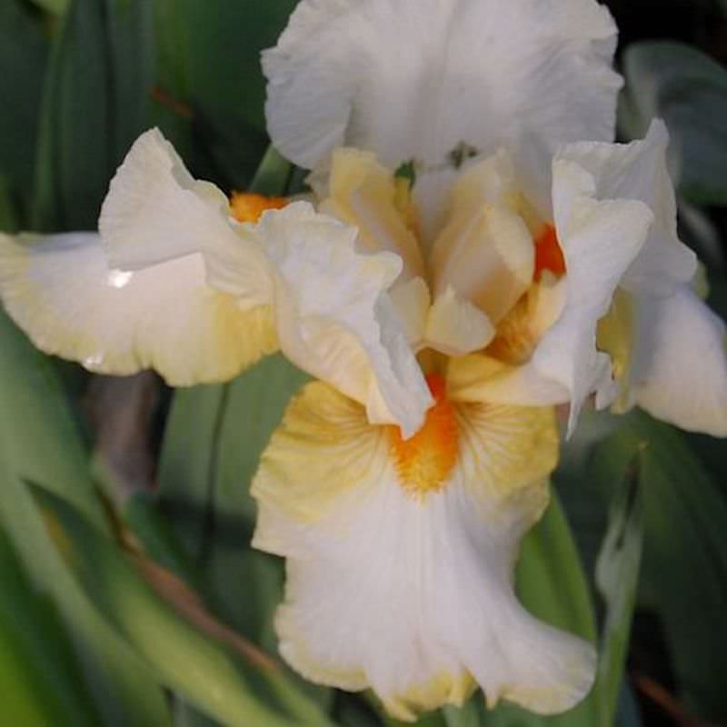 Schwertlilie Burmese Dawn - Iris Barbata