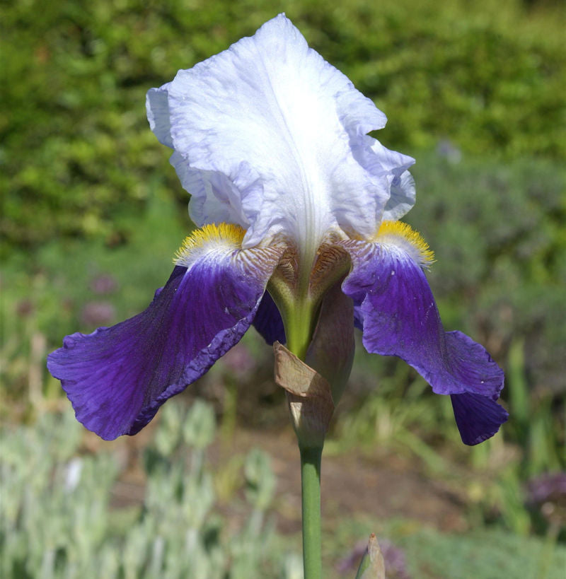 Schwertlilie Cloverdale - Iris Barbata