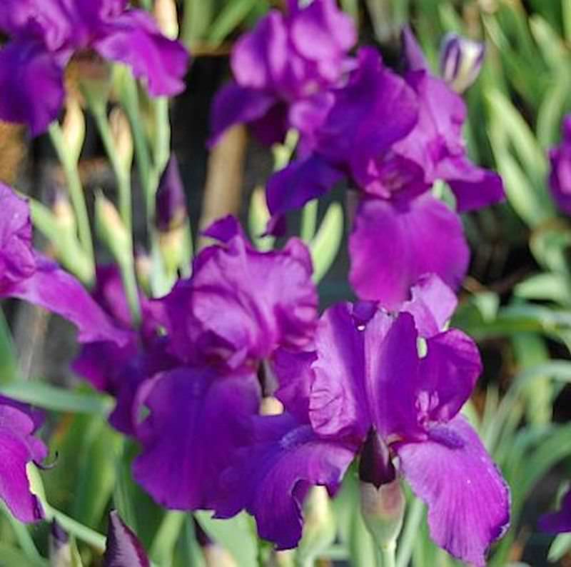Schwertlilie Matinata - Iris Barbata