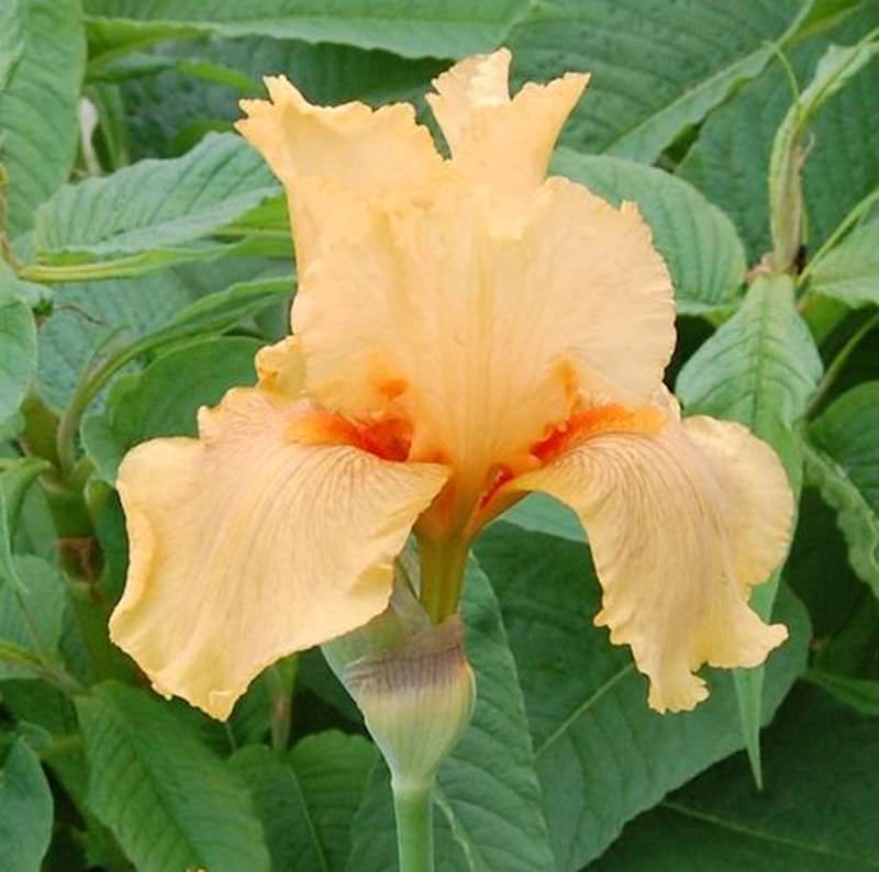 Schwertlilie Skyfire - Iris Barbata