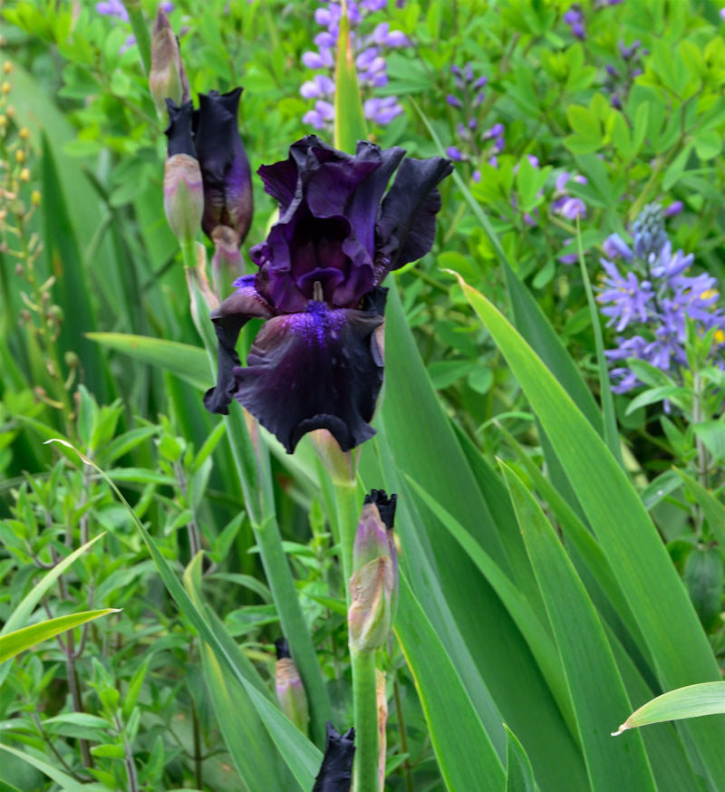 Schwertlilie Sultry Mood - Iris Barbata