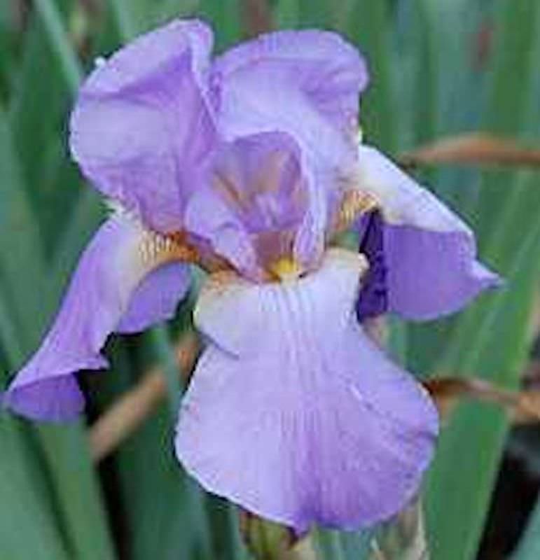 Zwergschwertlilie Blue Demin - Iris Barbata Nana