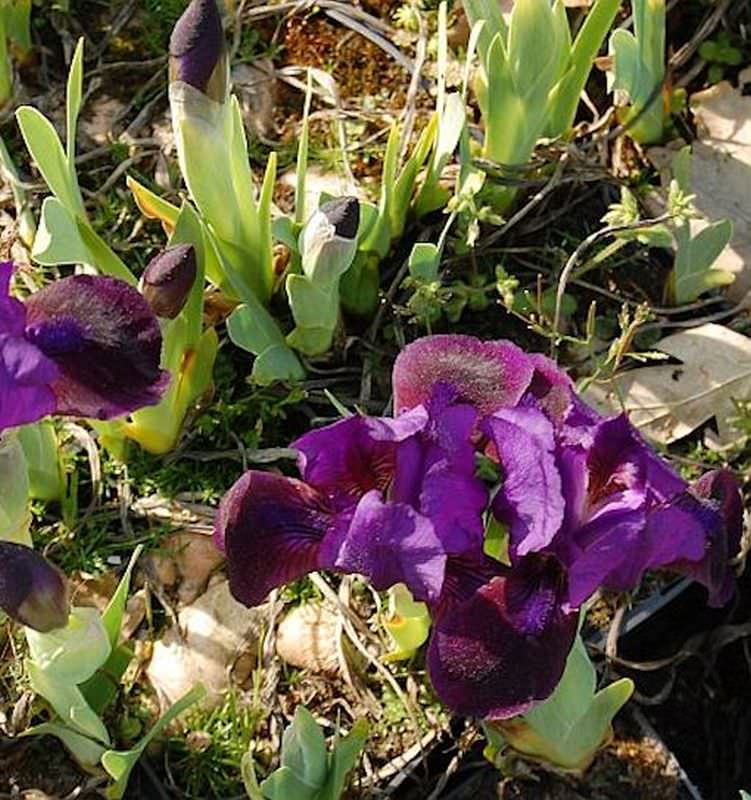 Zwergschwertlilie Little Shadow - Iris Barbata