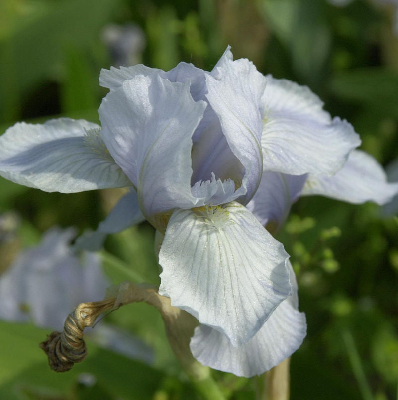 Zwergschwertlilie Oberschwaben - Iris Barbata