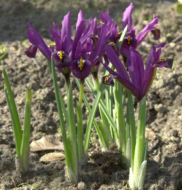 Winteriris J. S. Dijt - Iris Reticulata