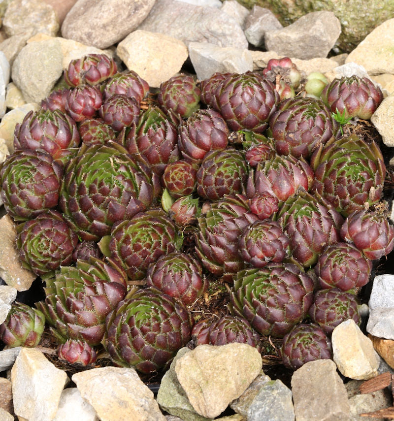 Kugelige Wirbel Steinwurz - Jovibarba Sobolifera