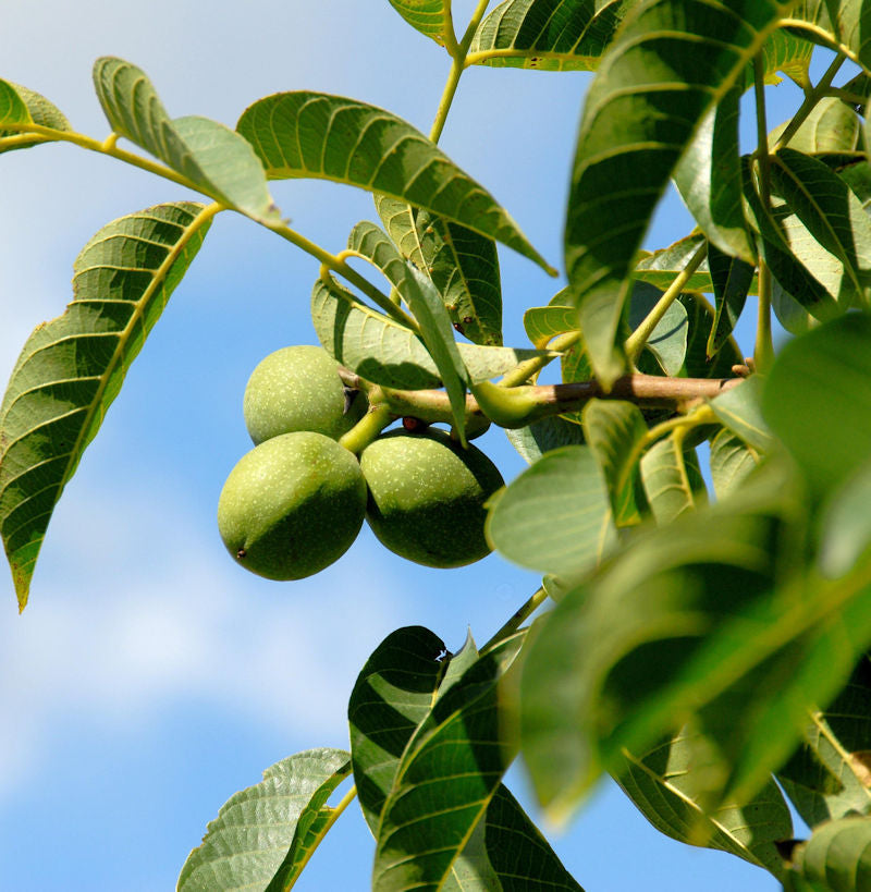 Echter Walnuss 125-150cm - Juglans Regia