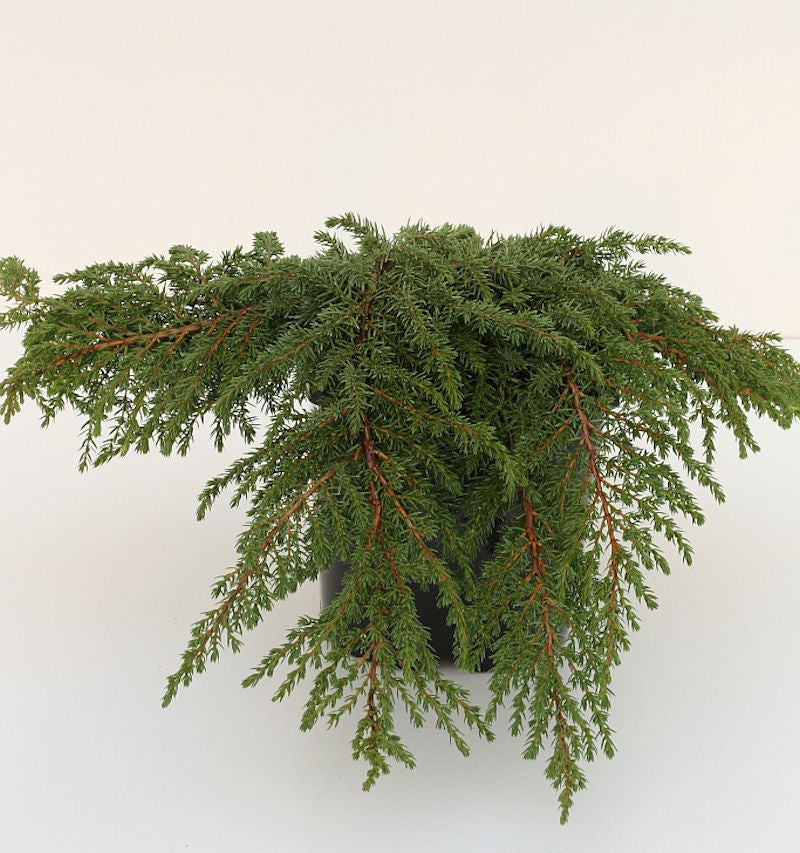 Grüner Kriechwacholder Green Carpet 25-30cm - Juniperus Communis