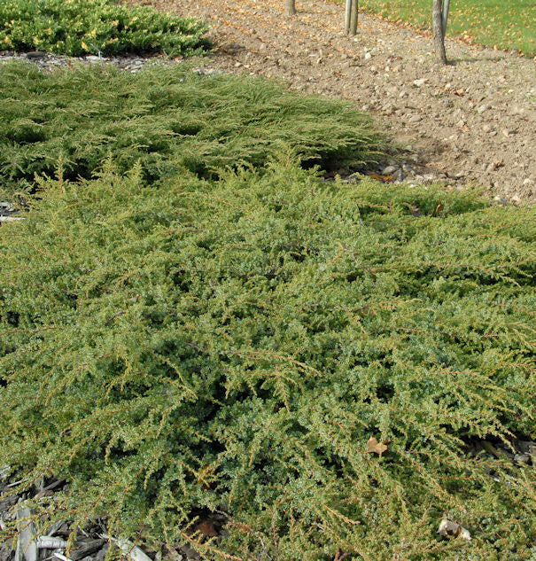 Kriechender Heidewacholder Hornibrook 40-50cm - Juniperus Communis Hornibrookii