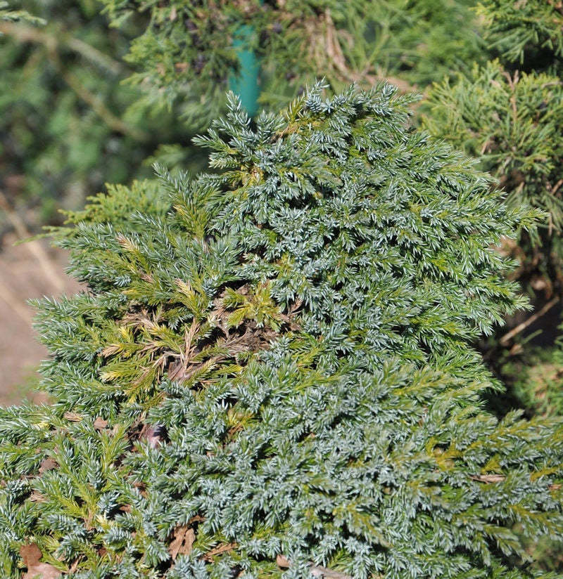 Teppichwacholder Holger 15-20cm - Juniperus Squamata