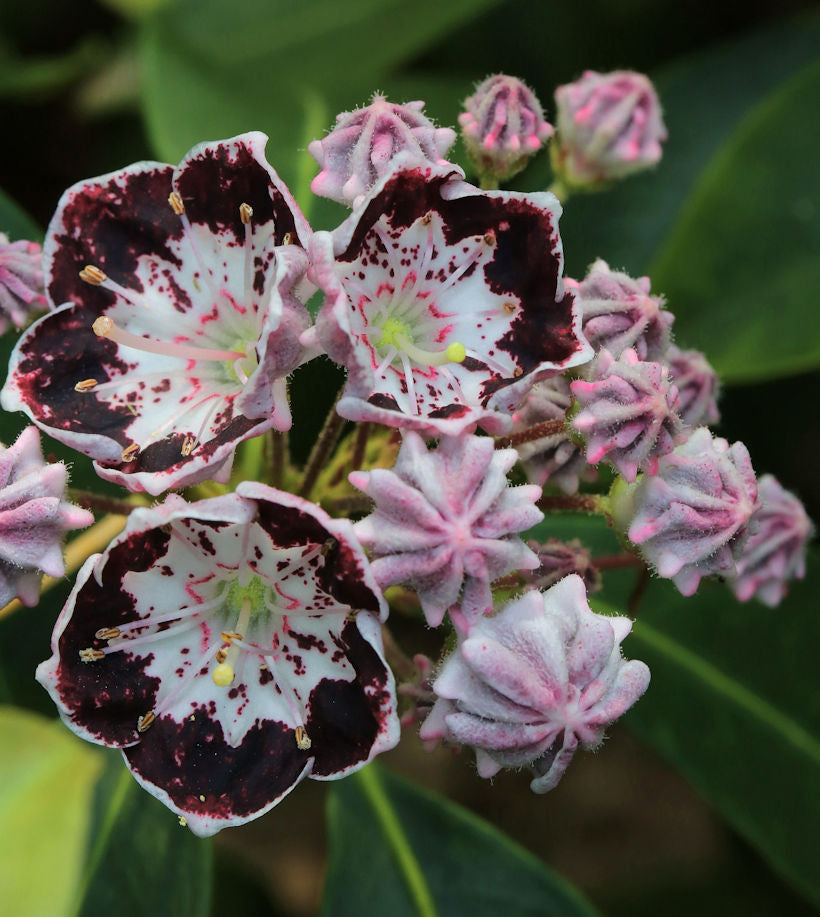 Berglorbeer Sterntaler 40-50cm - Kalmia Latifolia